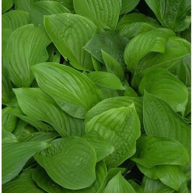 Funkie Hosta elata grüne Staude - Bild 1