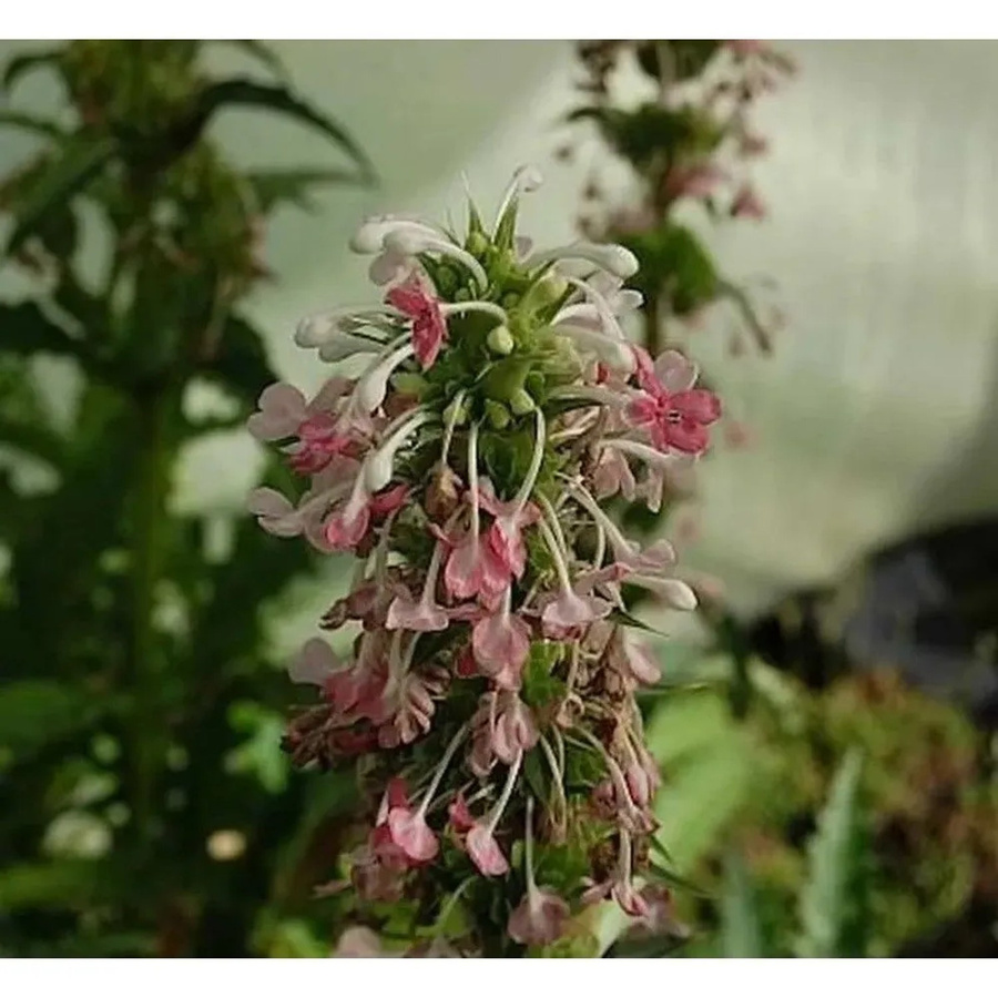 Morina longifolia Steppendistel als mehrjährige Staude für den Garten - Bild 1