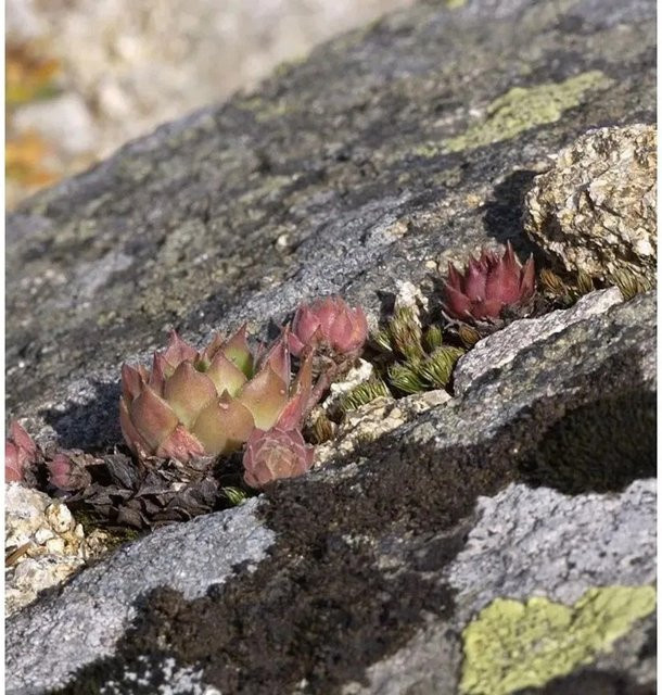 Dachwurz Purple Passion Sempervivum cultorum in Lila für den Garten - Bild 1