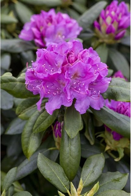 Rhododendron Hybr. Lees Dark Purple Dunkelviolett Zierstrauch 30–40 cm - Bild 1