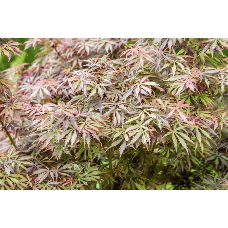 Acer Palmatum Jerre Schwartz Japanischer Ahorn als Zierstrauch in Rot, Orange und Grün, Höhe: 60–100 cm - Bild 2