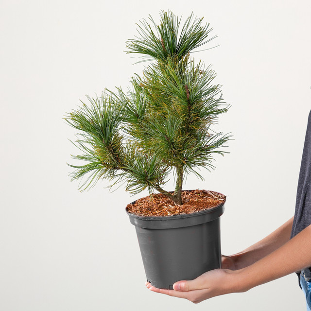 Zirbelkiefer Nana Pinus von BLUME2000 - Bild 1
