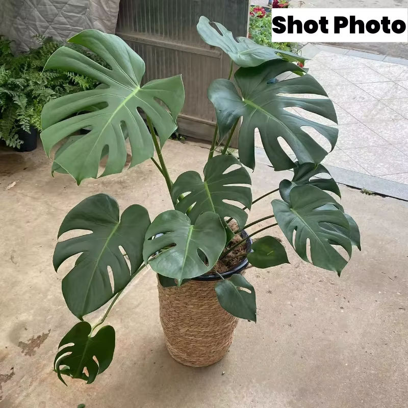 Hoher Pflanzkorb aus natürlichem Weidengeflecht als Blumentopf und Aufbewahrungskorb für deinen Garten oder Haushalt - Bild 4