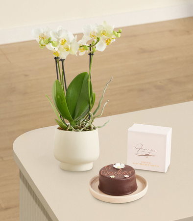Phalaenopsis Orchidee von BLUME2000 in Weiß und Braun im Keramiktopf