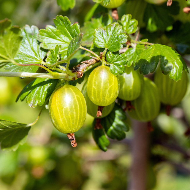 BIO Stachelbeere Hinnonmäki Gul Ribes uva-crisppa von BLUME2000 - Bild 1