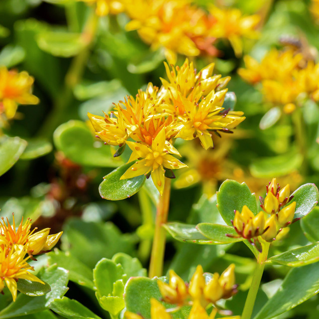 BIO Kamtschatka-Fettblatt Sedum kamtschaticum von BLUME2000, 3 Stück Bodendecker und Staude - Bild 1