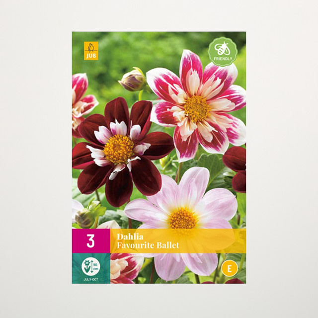 Dahlien Favourite Ballet Mix von BLUME2000 mit 3 Knollen für Gartenbeet, Kübel, Balkon oder Terrasse - Bild 1