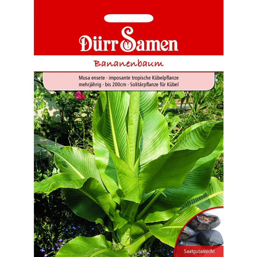 Dürr Samen Bananenbaum Saatgut für Zimmer, Wintergarten oder Garten als mehrjährige Solitärstaude - Bild 2