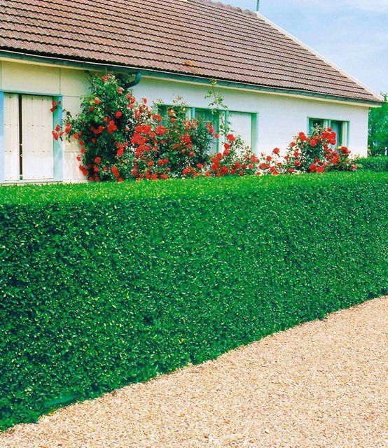 Liguster-Hecke - Bild 1