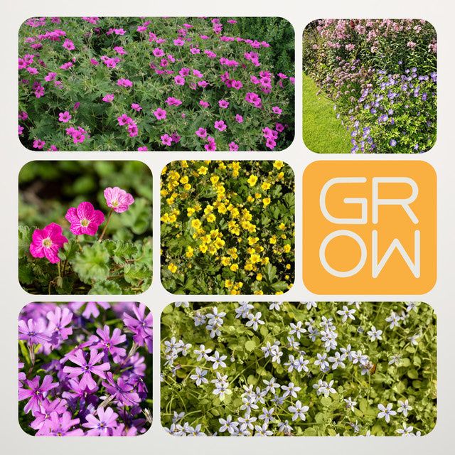 BIO Bodendeckerstauden Set von BLUME2000, 6 Stück, mehrfarbig (Blau, Pink, Lila, Rot, Gelb) - Bild 1