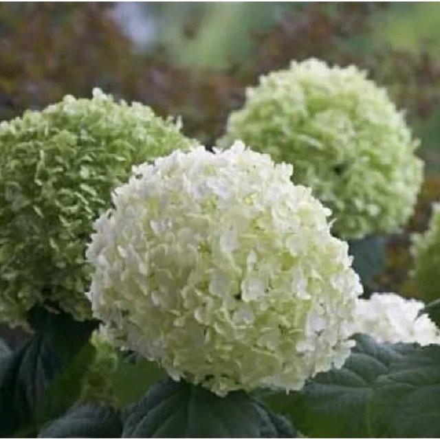 Arborix Hydrangea arborescens Hortensie Incrediball Strong Zierstrauch im Container, Höhe: 45 cm - Bild 1