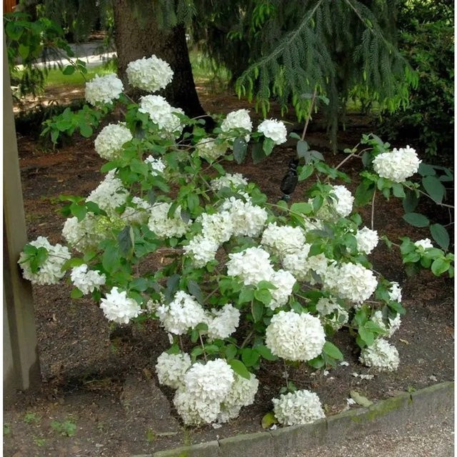 Großblumiger Schneeball Happy Fortuna Viburnum macrocephalum, weißer Zierstrauch, Höhe: 40-60 cm - Bild 1