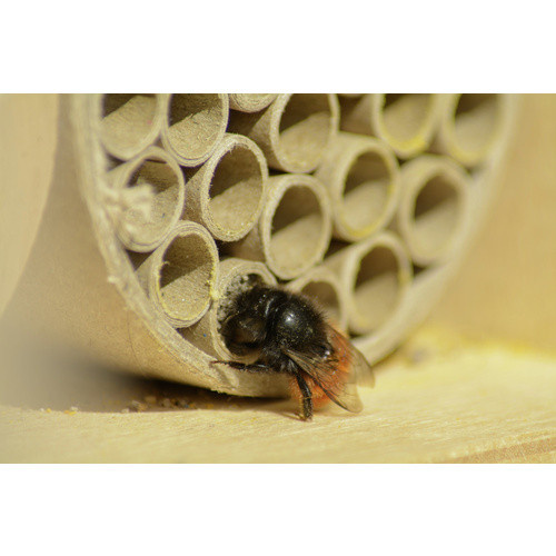 Dobar Profi-Insektenhotel für Wildbienen aus Birke, Farbe: beige, H x B x T: 23 x 12,5 x 16 cm - Bild 2