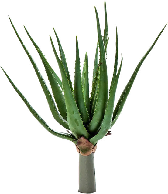 Künstliche Aloe Succulente Anna von Aplanta, Höhe: 50 cm - Bild 1