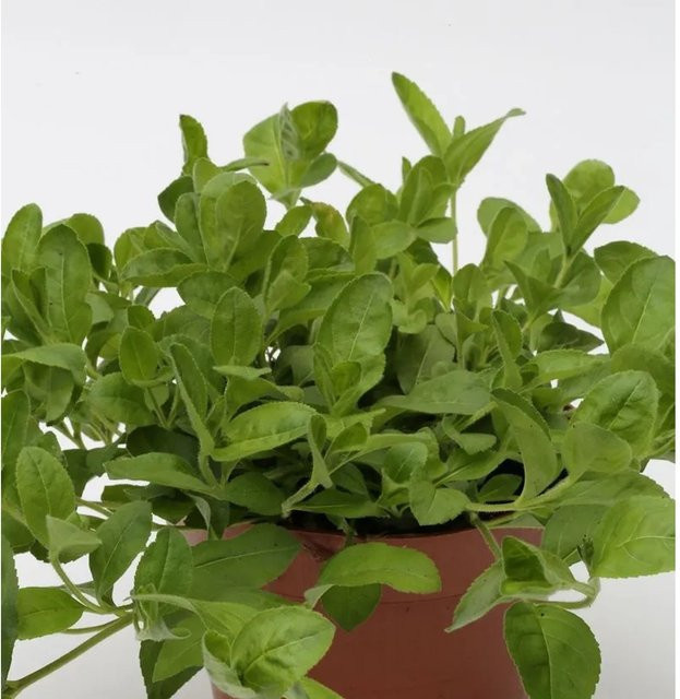 Veronica officinalis Waldehrenpreis als mehrjährige Gartenpflanze im Topf, Grün - Bild 1