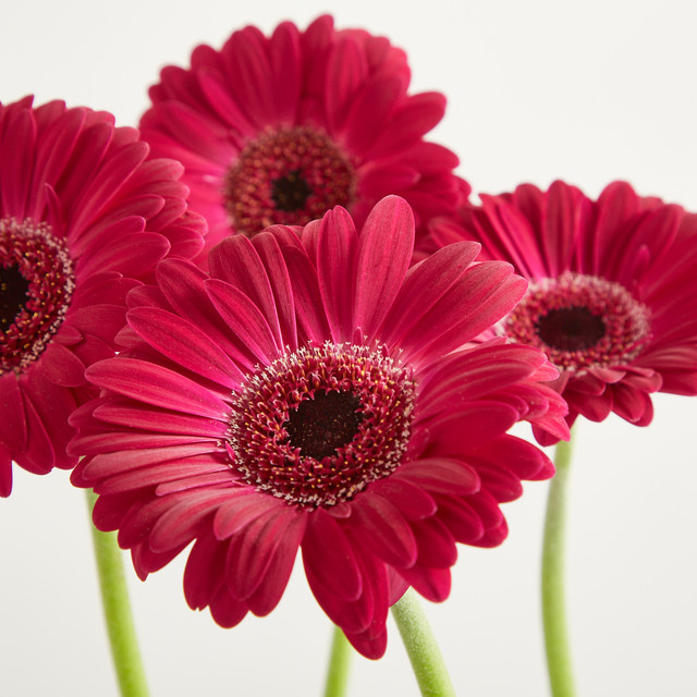 Blume2000 Gerbera Pink - Bild 1