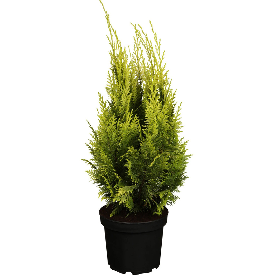 GROW by OBI Scheinzypresse Ivonne Gelb als Solitärpflanze und Formgehölz im Topf - Bild 2