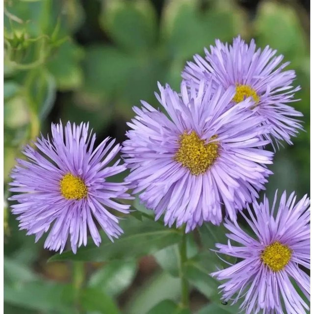 Feinstrahlaster Adria Erigeron cultorum Stauden für Beet und Schnitt - Bild 1