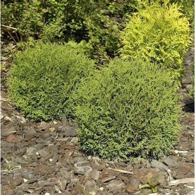 Thuja occidentalis Danica Lebensbaum Kugel in Grün, Höhe: 15-20 cm - Bild 1