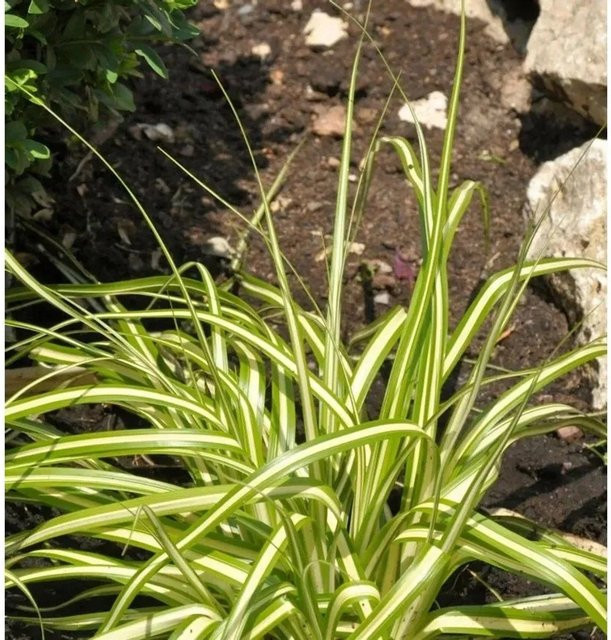 Carex oshimensis Evergold Oshima Segge - Grüne Bodendecker-Staude - Bild 1