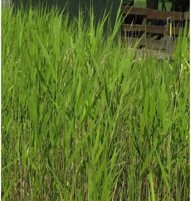 Phragmites australis Schilfrohr als grüne Teichpflanze für Pflanzenkläranlagen im Topf von Nr-01.de - Bild 1