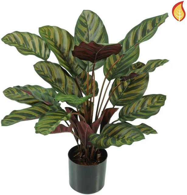 Künstliche Calathea Gernot von Aplanta, Höhe: 58 cm - Bild 1