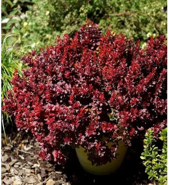 Berberis thunbergii Lutin Rouge Rot Heckenpflanze 25-30cm - Bild 1
