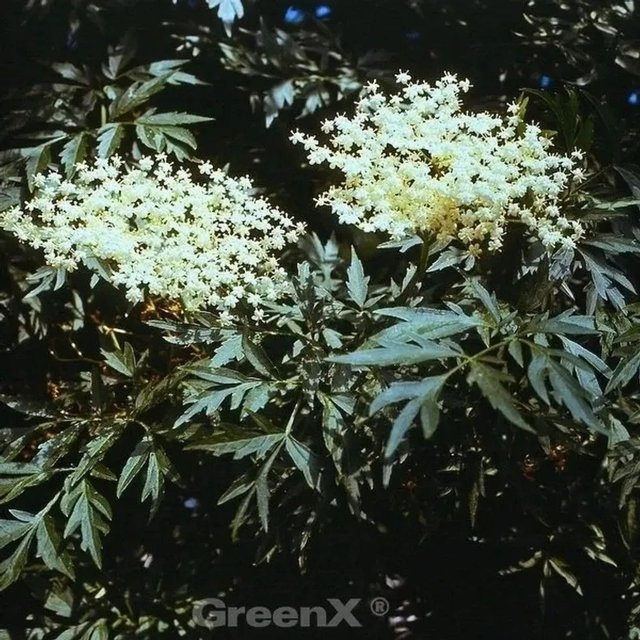 Grünblättriger Schlitz-Holunder Laciniata Sambucus nigra Strauch mit weißen Blüten, Höhe: 60-80 cm - Bild 1