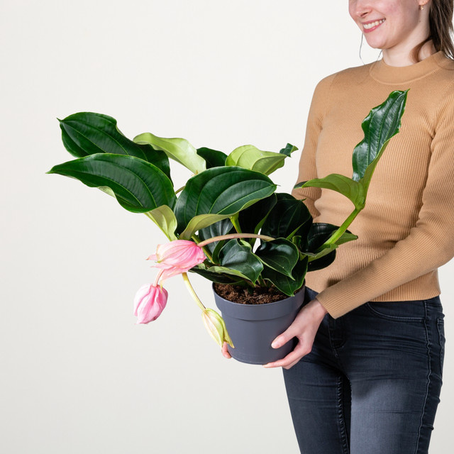 Medinilla Magnifica Blume in Rosa mit 4 Knospen von BLUME2000 - Bild 1