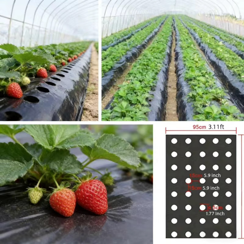 Schwarze biologisch abbaubare Mulchfolie zur Unkrautbekämpfung und Feuchtigkeitsrückhaltung für den Gemüsegarten und landwirtschaftliche Gewächshäuser - Bild 2
