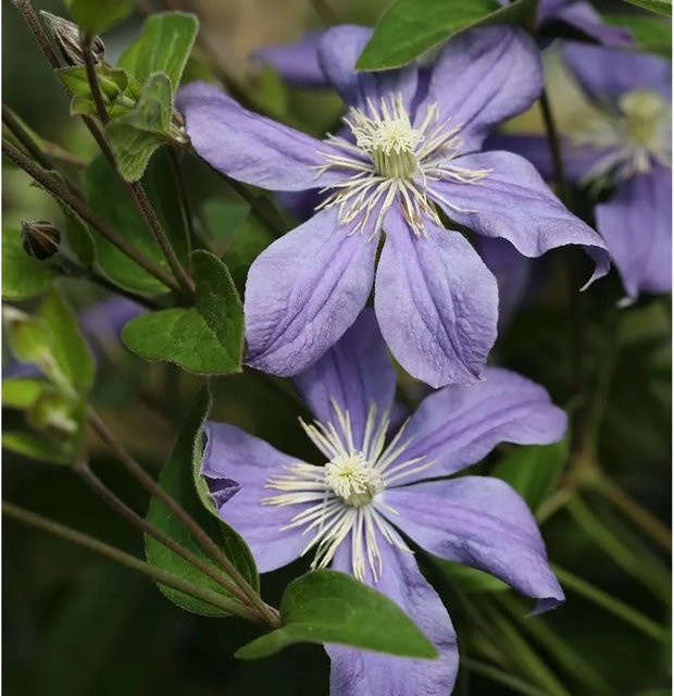 Clematis integrifolia Arabella Stauden Clematis in Lila für den Garten - Bild 1