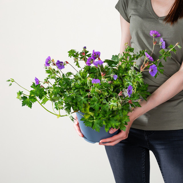 Storchschnabel Geranium Rozanne von BLUME2000 als pflegeleichte Gartenstaude mit Blüte von Juni bis September - Bild 1