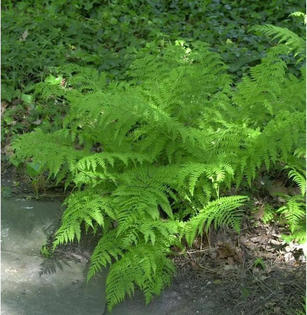 Wald-Frauenfarn Athyrium distentifolium grüne Staude im Topf - Bild 1
