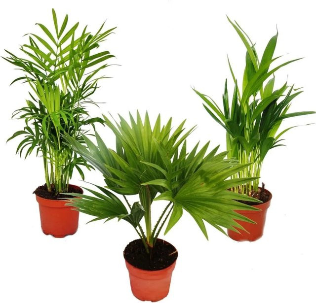 3er Set Exotenherz Zimmerpalmen bestehend aus Bergpalme Chamaedorea, Fächerpalme Livistona und Goldfruchtpalme - Bild 1