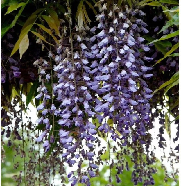 Wisteria floribunda Blauregen Kletterpflanze in Blau und Violett, Höhe: 60-80 cm - Bild 1