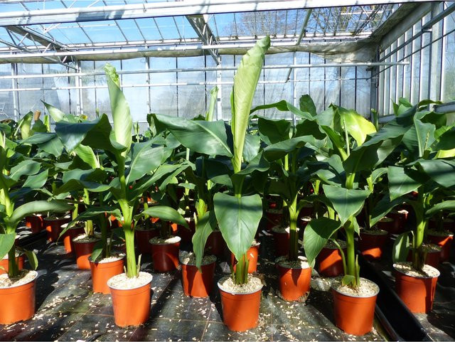 Winterharte Japanische Faserbanane Musa Basjoo als grüne Staude, Höhe: 80 - 100 cm - Bild 1