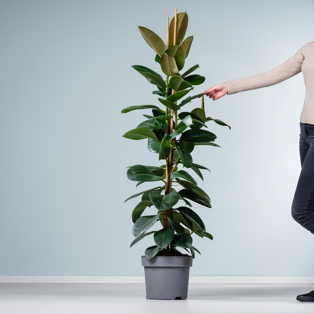 Ficus Robusta XXL Zimmerpflanze von BLUME2000 in Grün, Höhe: 180 cm, Breite: 150 cm - Bild 1