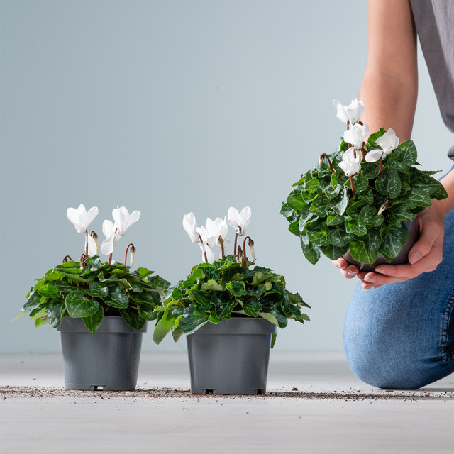 3er Set Alpenveilchen Picasso Cyclamen Persicum von BLUME2000 als Zimmerpflanze - Bild 1