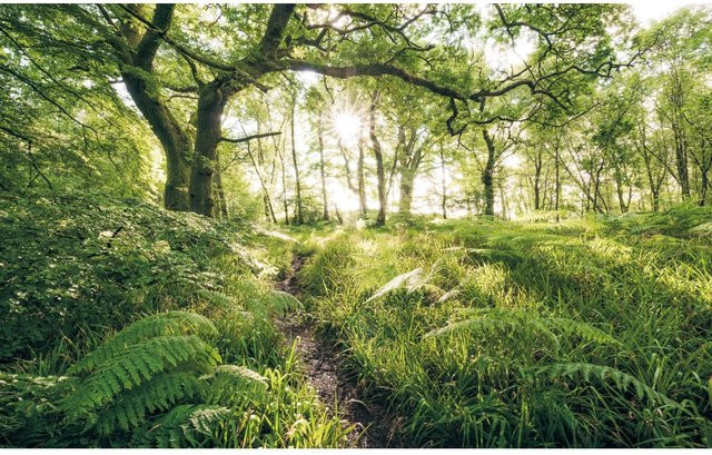 Komar Fototapete Vlies Mystic Path B: 400 cm, H: 250 cm - Bild 1