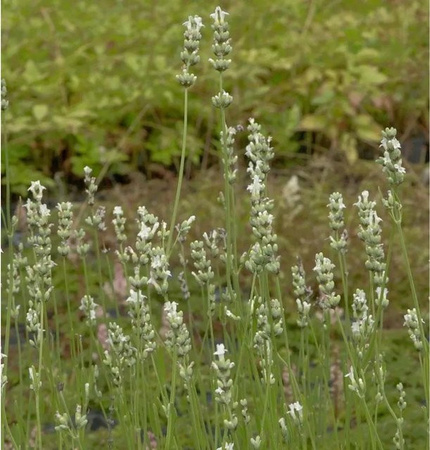 Lavandula intermedia Lavendel Edelweiß Stauden für den Garten