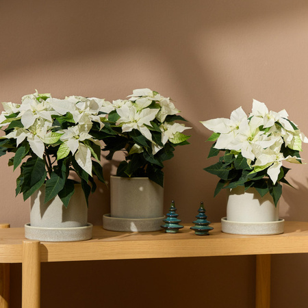 3er Set Weihnachtsstern Princettia Euphorbia in Weiß von BLUME2000