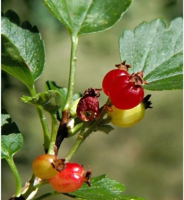 Alpen Johannisbeere Ribes alpinum Strauch für den Garten von Nr-01.de - Bild 1