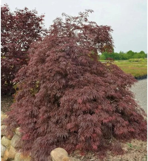 Roter Fächerahorn Inaba Shidare Acer palmatum, Höhe: 40-50 cm - Bild 1