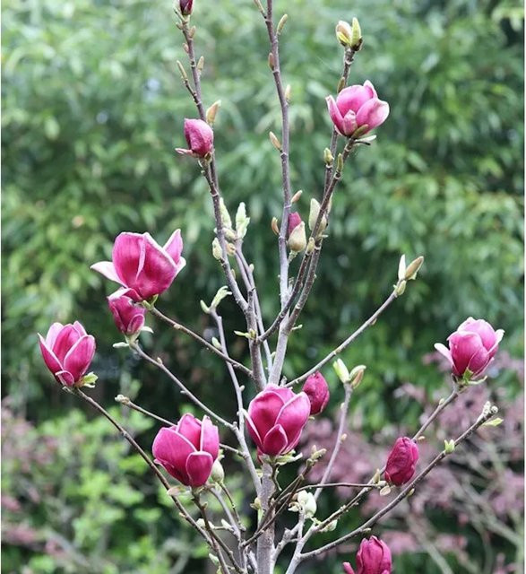 Magnolia March Till Frost Zierstrauch in Pink, Höhe: 30-40 cm - Bild 1