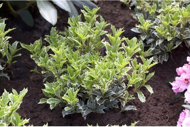 Osmanthus Heterophyllus Variegatus Duftblüte Immergrüner Strauch für den Garten in Weiß und Grün, Höhe: 25 cm - Bild 1