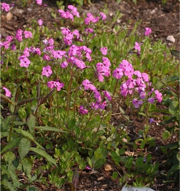 Hohe Flammenblume Phlox Paniculata Jules Sandeau in Pink als Beetpflanze und Schnittblume - Bild 1