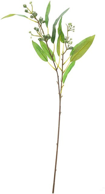 idee. Creativmarkt Eukalyptuszweig mit Knospen in Grün, Höhe: 68 cm - Bild 1