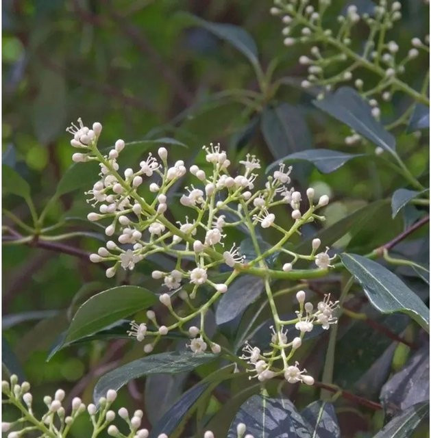 Duftender Schneeball Viburnum odoratissimum als weißer Zierstrauch, Höhe: 80-100 cm - Bild 1