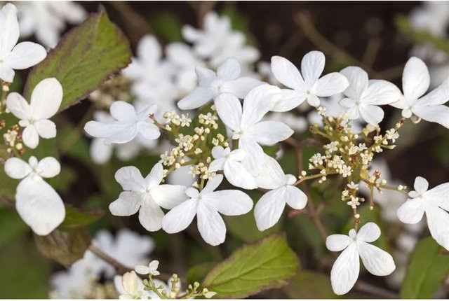 Japanischer Schneeball Viburnum Plicatum Watanabe, weißer Zierstrauch für den Garten, 100–125 cm - Bild 1