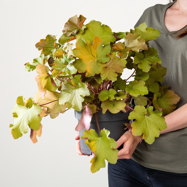 Heuchera Purpurglöckchen Shanghai Staude von BLUME2000 - Bild 1